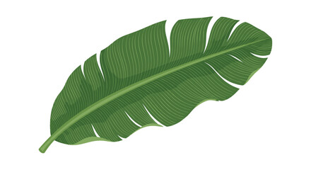 Obraz premium A single large vibrant green banana leaf with prominent parallel vein patterns is prominently displayed on a white background.