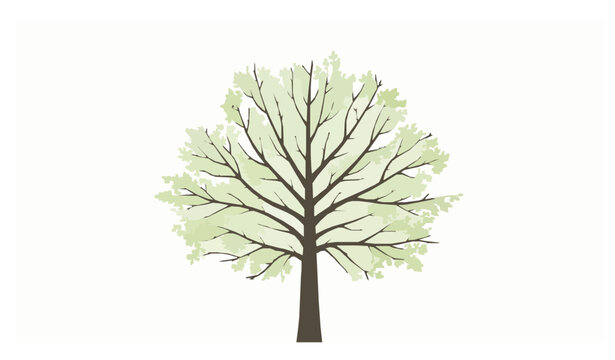 Beech Tree Viewed from Below with Radiating Branches and Spring Foliage Vector
