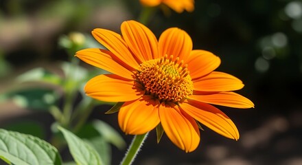 Obraz premium Vibrant orange flower with intricate petals and a radiant center, beautifully capturing the essence of summer's natural splendor