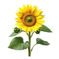 Fototapeta premium Sunflower with green leaves and yellow petals isolated on transparent background transparent background