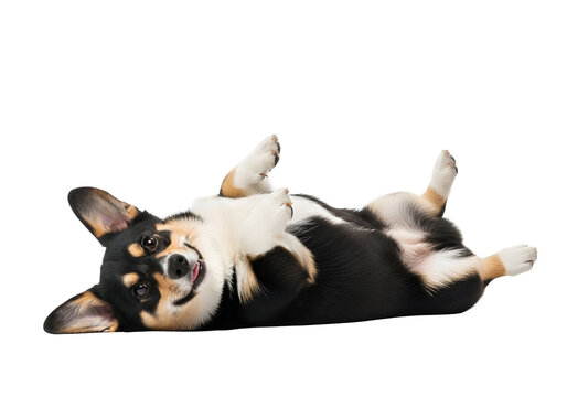 Cute Tricolor Pembroke Welsh Corgi Puppy Lying Playfully on White Background