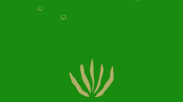simple motion seaweed with water foam