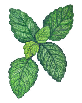 Watercolor fresh lemon balm leaves illustration. Hand drawn melissa officinalis herb sprig isolated. Botanical illustration used for aromatherapy branding, herbal tea packaging, organic cosmetics.