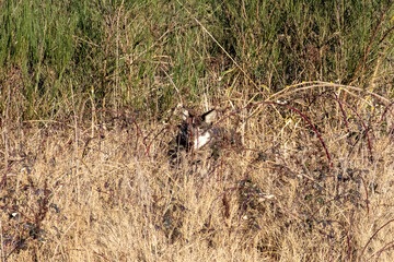 Obraz premium Coyote peering through tall grass and brambles in a winter meadow at Iona Beach Regional Park Vancouver Canada