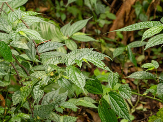 mint leaves in the jungle © Amirsyah
