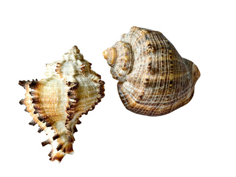  Two different seashells, murex and rapa whelk, isolated on white.