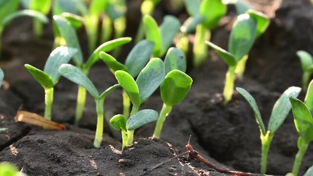 Fenugreek vegetable plant growing out from the soil. Fenugreek plant blooming in day sunlight. Home gardening. Agricultural concept.