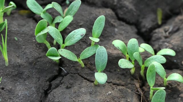 Fenugreek vegetable plant growing out from the soil. Fenugreek plant blooming in day sunlight. Home gardening. Agricultural concept.