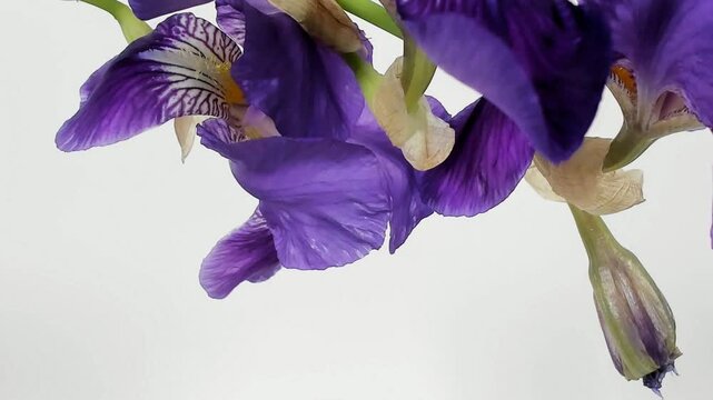 Fioritura rapidadi fiori in metodo timelapse