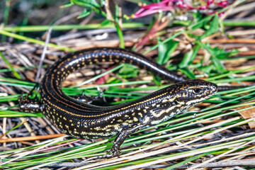 Obraz premium Endangered Blue Mountains Water Skink