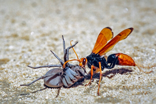 Spider Wasp dragging a spider back to a hole where it lays eggs on the spider's body so the larvae can feed on the paralised spider after hatching.