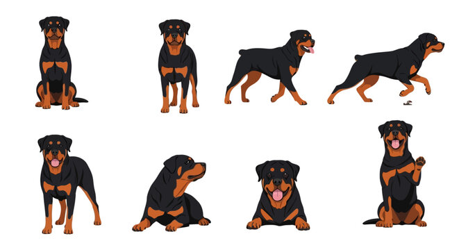 Detailed Rottweiler dog character set with multiple poses like sitting, standing, and running on a white background for animal-themed graphic design projects.