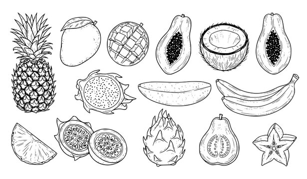  Hand drawn tropical fruit collection with pineapple papaya banana and coconut, detailed sketch style vector illustration set isolated on light background