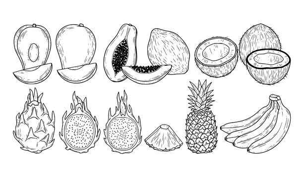 Tropical Fruit Vector Illustration Set Featuring Avocado, Papaya, Coconut, Dragon Fruit, Pineapple, Banana and Sliced Pieces for Healthy Food and Nutrition Design
