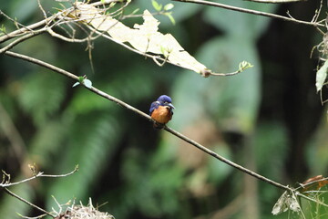 The shining-blue kingfisher (Alcedo quadribrachys quadribrachys) is a species of bird in the family Alcedinidae. This photo was taken in Ankasa National Park, Ghana.