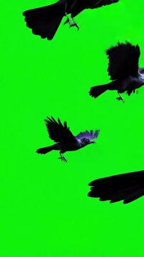 Green Screen black crows fly across the sky close on a scene 4 with distortion, overlay, glitch, static noise, scan lines background, 4k animated video loop
