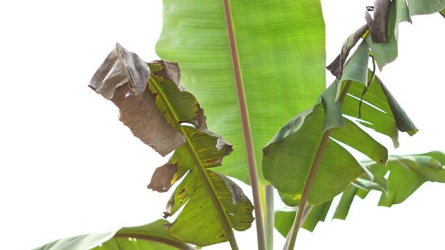 Close Up of Green Banana Leaves with Sun Damage on White Background. Banana Leaves Isolated view.