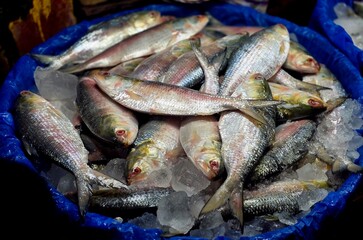 Fototapeta premium Hilsa (Tenualosa ilisha), locally known as Ilish