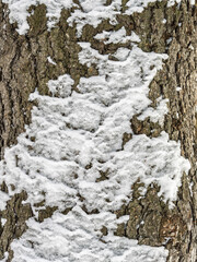 Fototapeta premium The trunk of a larch tree covered with snow