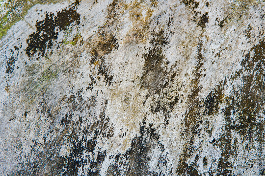 Green Moss Covered Old Wall Texture Background