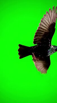 Green Screen black bird fly on top at background alpha channel bottom view scene 3 with distortion, overlay, glitch, static noise, scan lines background, 4k animated video loop