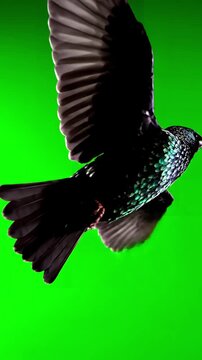 Green Screen black bird fly on top at background alpha channel bottom view scene 4 with distortion, overlay, glitch, static noise, scan lines background, 4k animated video loop