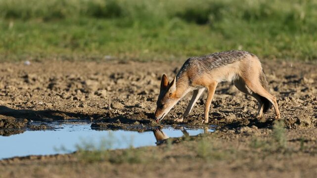 An alert black-backed jackal (Canis mesomelas) drinking at a waterhole, Kalahari desert, South Africa
