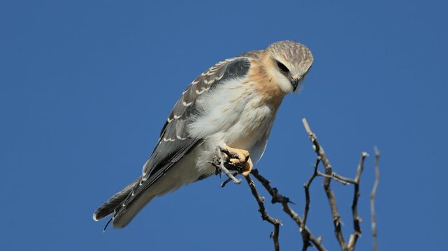 A young black-winged kite (Elanus caeruleus) on a branch balancing in the wind, South Africa