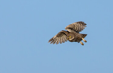 Fototapeta premium Little Owl in a natural habitat