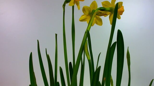 Fioritura rapidadi fiori in metodo timelapse