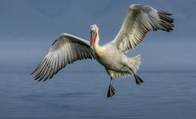 Obraz premium Dalmatian Pelican of Kerkini Lake