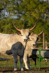 A close-up view of a Hungarian cow with large horns