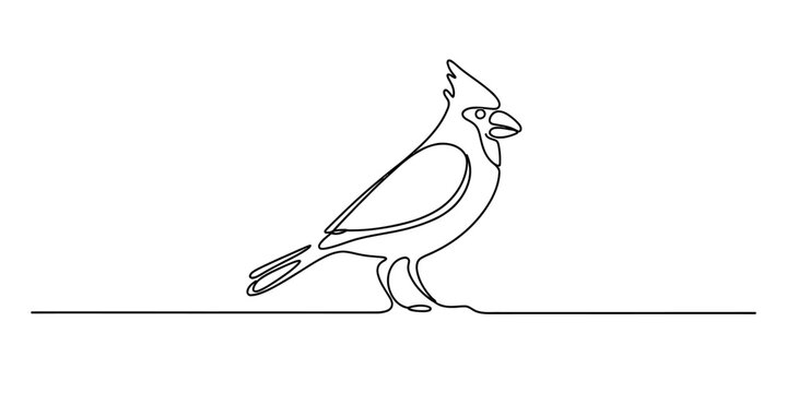 A simple continuous line drawing of a northern cardinal bird standing on a thin horizontal line. Vector, illustration