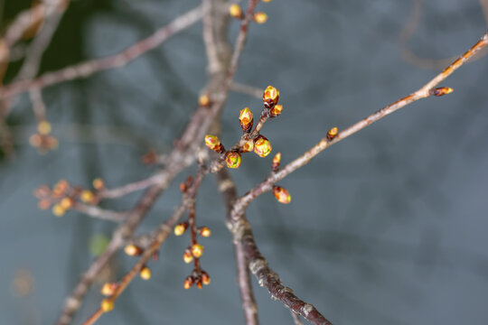 都心散歩　浜離宮菜の花の頃