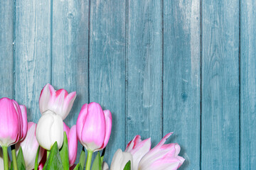 Pink and white tulips with fresh green leaves lie against a rustic turquoise wooden background. The soft flowers contrast with the weathered wood, creating a delicate spring composition.