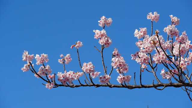 Aoi Cherry Blossoms Along the Oto River Embankment &ndash; Spring Scenery in Okazaki, Japan