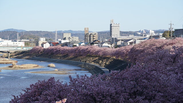 Aoi Cherry Blossoms Along the Oto River Embankment &ndash; Spring Scenery in Okazaki, Japan