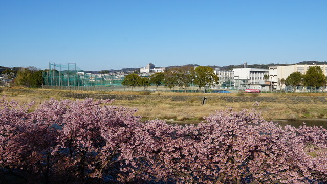 Aoi Cherry Blossoms Along the Oto River Embankment &ndash; Spring Scenery in Okazaki, Japan