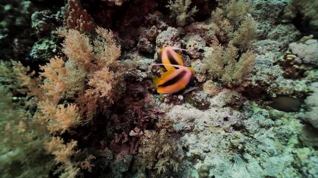 Two batfish swimming slowly above coral reef in the Red Sea. The elegant tropical fish glide together through clear blue water, surrounded by colorful coral formations and vibrant marine life.