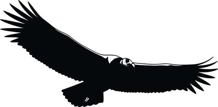 Silhouette large majestic condor bird soaring in flight vector design