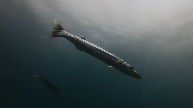 Close underwater view of a barracuda swimming through clear tropical waters in Mauritius. Cinematic marine predator gliding near the surface, showcasing ocean wildlife and a natural reef ecosystem.