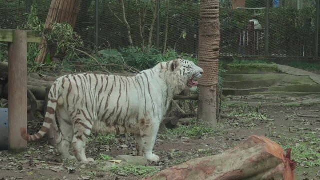 shot of a white Bengal tiger standing on forest floor inside secured zoo enclosure, mouth open as if roaring, surrounded by logs, rope-wrapped post and wire fencing in naturalistic habitat setting