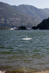 A white swan spreads its wings on a rippling blue lake with a scenic backdrop of mountain slopes, a lakeside town, and a water fountain under a clear sky during daytime.