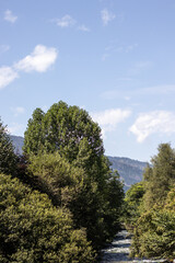 Serene mountain river flowing through a lush green forest with tall trees and distant alpine peaks under a blue sky with white clouds.