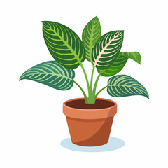 Obraz premium Decorative potted houseplant with striped green leaves
