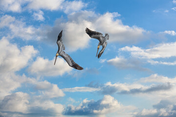 Obraz premium Two Pelicans Diving Towrads The Ocean Against a Sunny Blue Cloud Filled Sky