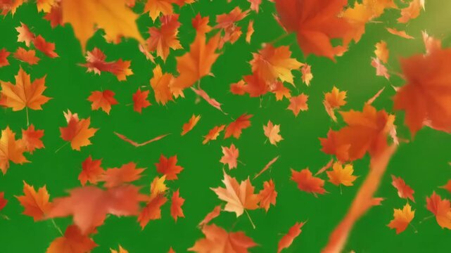Green Screen falling autumn leaves 4k animation video with a background orange flutter down fall season use it for your project presentation or to provide beautiful relaxing environment scene 2