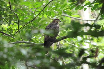 European honey buzzard (Pernis apivorus), also known as the pern or common pern,is a bird of prey in the family Accipitridae. This photo was taken in Ankasa National Park, Ghana.