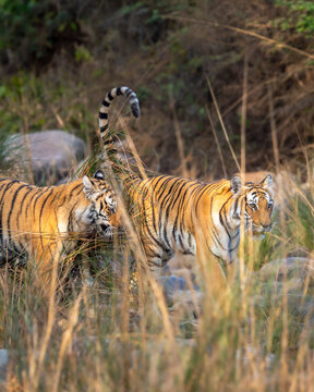 wild female mother bengal tiger or panthera tigris with her cub walking crossing dry riverbed in long grass in safari at dhikala zone of jim corbett national park forest reserve uttarakhand india