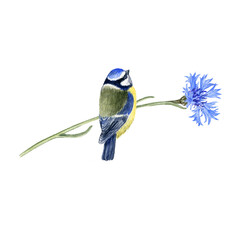 watercolor drawing bird, sitting blue tit at cornflower, hand drawn Cyanistes caeruleus, isolated nature design element © cat_arch_angel